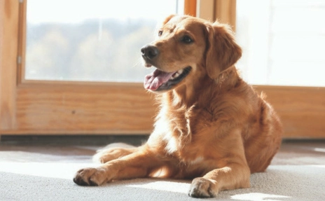 dog laying on carpet near door